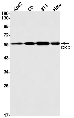DKC1 Rabbit Monoclonal Antibody - Size: 100µl