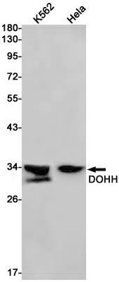 DOHH Rabbit Monoclonal Antibody - Size: 50µl