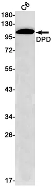 DPD Rabbit Monoclonal Antibody - Size: 50µl