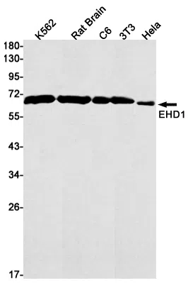 EHD1 Rabbit Monoclonal Antibody - Size: 50µl