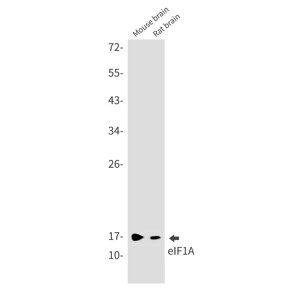 eIF1A Rabbit Monoclonal Antibody