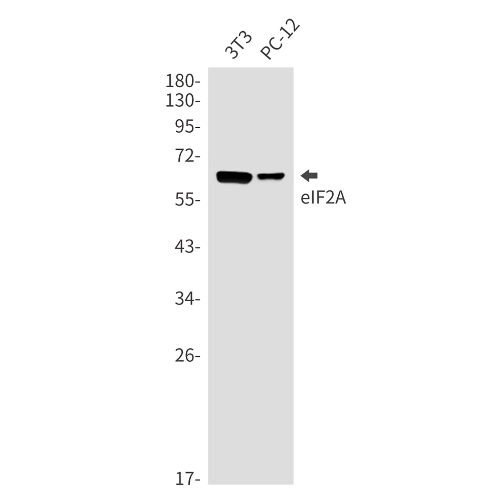 eIF2A Rabbit Monoclonal Antibody - Size: 50µl