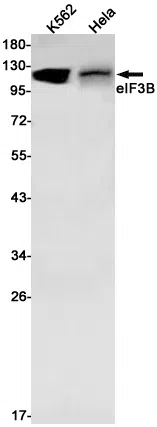 eIF3B Rabbit Monoclonal Antibody - Size: 50µl