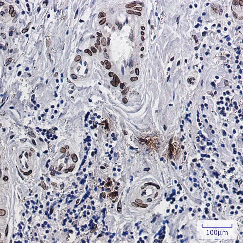 Immunohistochemistry(IHC) - Emerin Rabbit Monoclonal Antibody AMRe85536