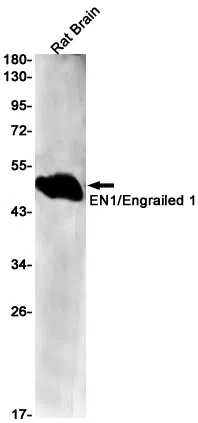 EN1 Rabbit Monoclonal Antibody