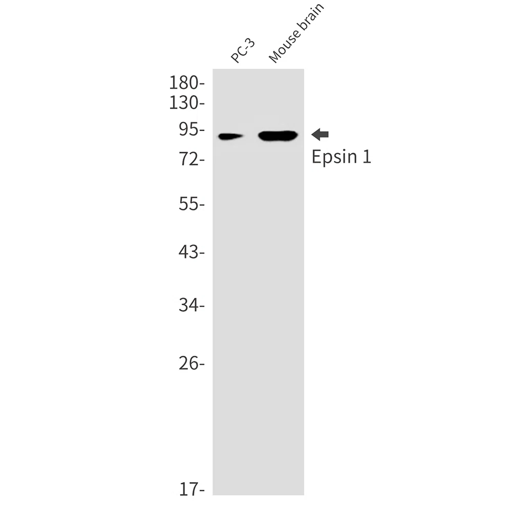 Epsin 1 Rabbit Monoclonal Antibody - Size: 50µl