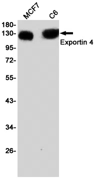 XPO4 Rabbit Monoclonal Antibody - Size: 100µl