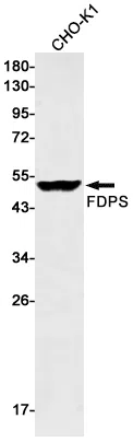 FDPS Rabbit Monoclonal Antibody - Size: 50µl