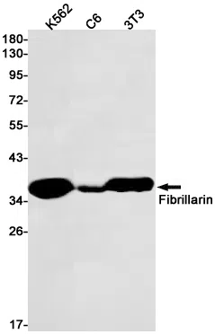 Fibrillarin Rabbit Monoclonal Antibody - Size: 50µl