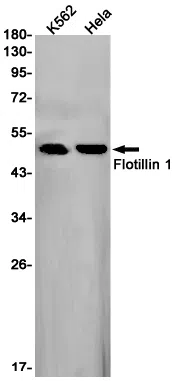 Flotillin 1 Rabbit Monoclonal Antibody - Size: 50µl