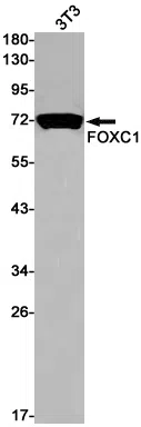 FOXC1 Rabbit Monoclonal Antibody - Size: 50µl