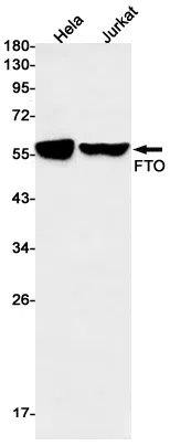 FTO Rabbit Monoclonal Antibody - Size: 100µl