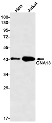 GNA13 Rabbit Monoclonal Antibody - Size: 100µl