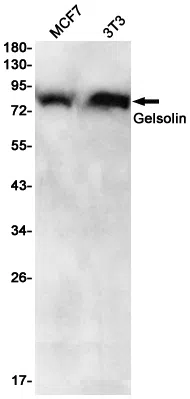 Gelsolin Rabbit Monoclonal Antibody - Size: 50µl