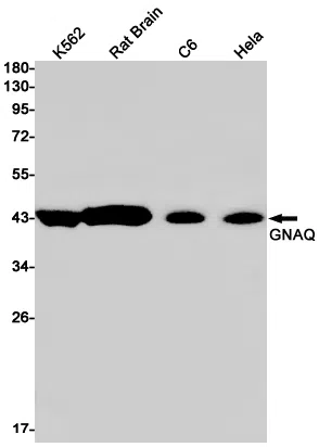 GNAQ Rabbit Monoclonal Antibody - Size: 100µl