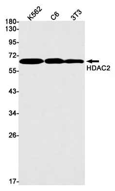 HDAC2 Rabbit Monoclonal Antibody - Size: 50µl