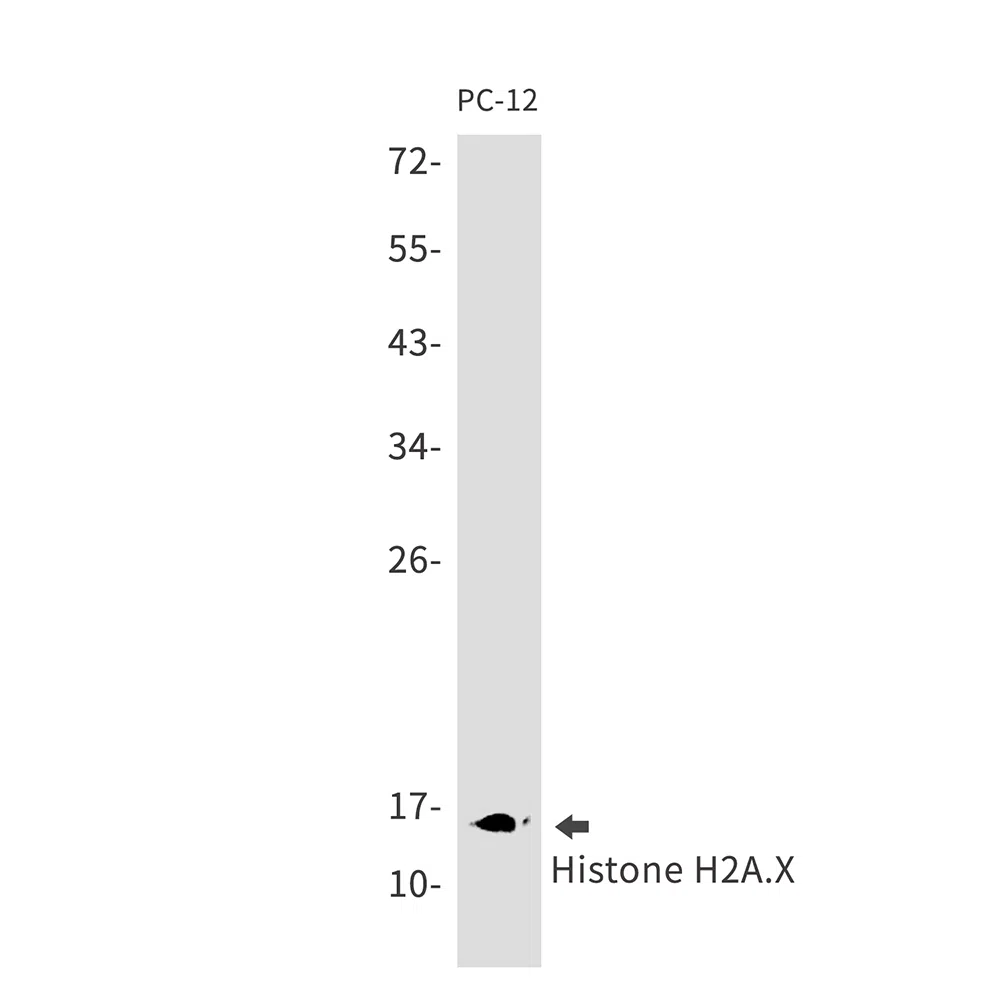 Histone H2A.X Rabbit Monoclonal Antibody - Size: 50µl