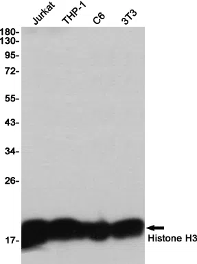 Histone H3 Rabbit Monoclonal Antibody - Size: 100µl