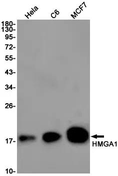 HMGA1 Rabbit Monoclonal Antibody - Size: 50µl