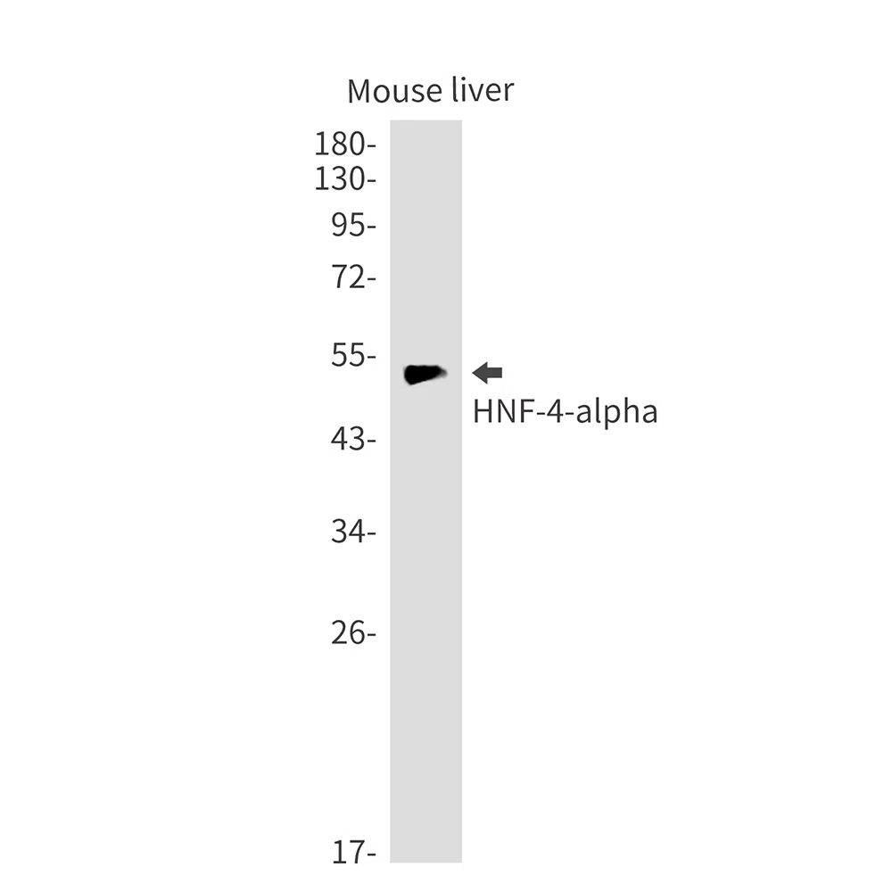 HNF 4 alpha Rabbit Monoclonal Antibody - Size: 50µl