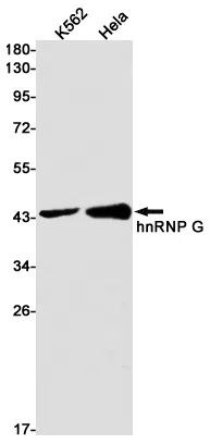hnRNP G Rabbit Monoclonal Antibody - Size: 100µl