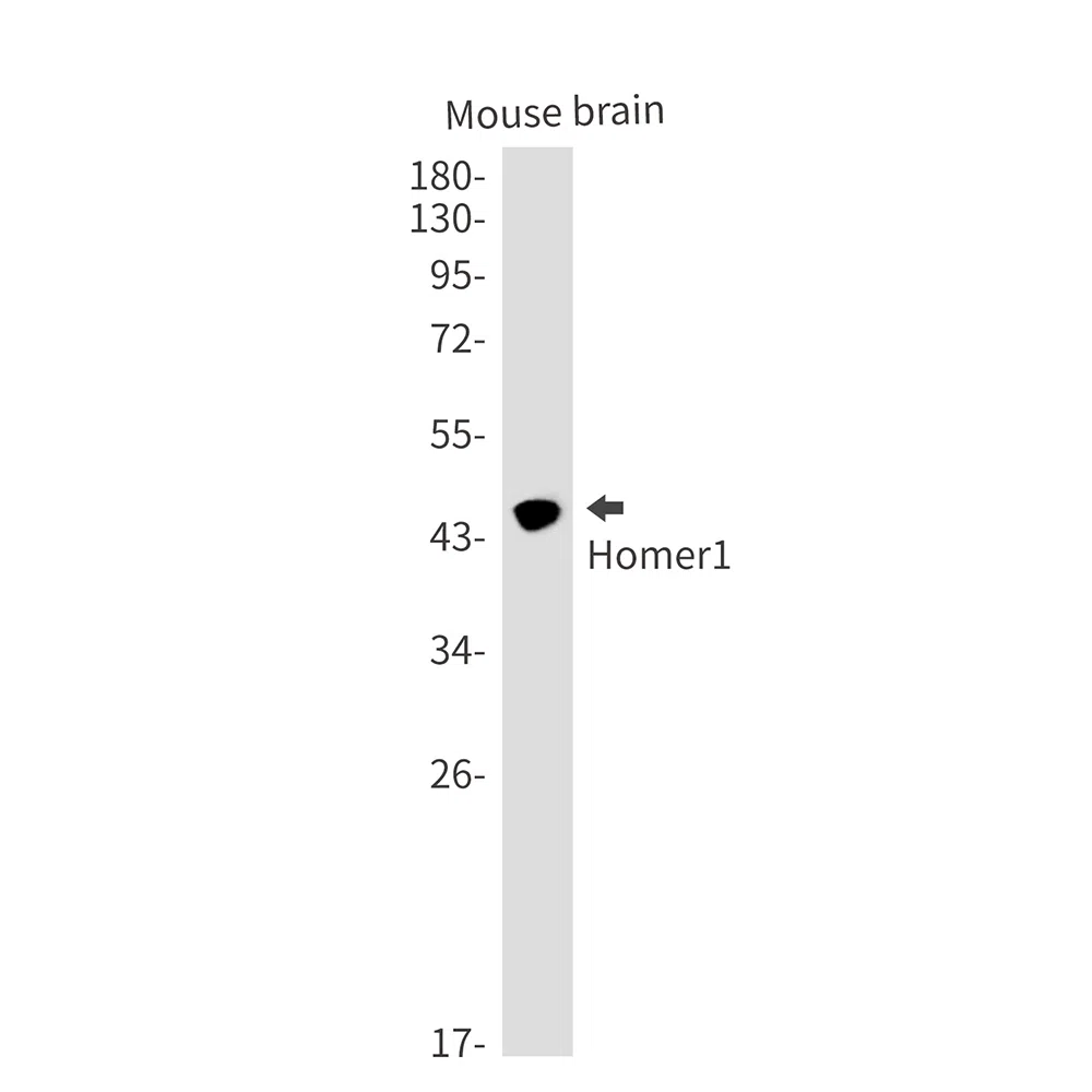 Homer1 Rabbit Monoclonal Antibody - Size: 50µl