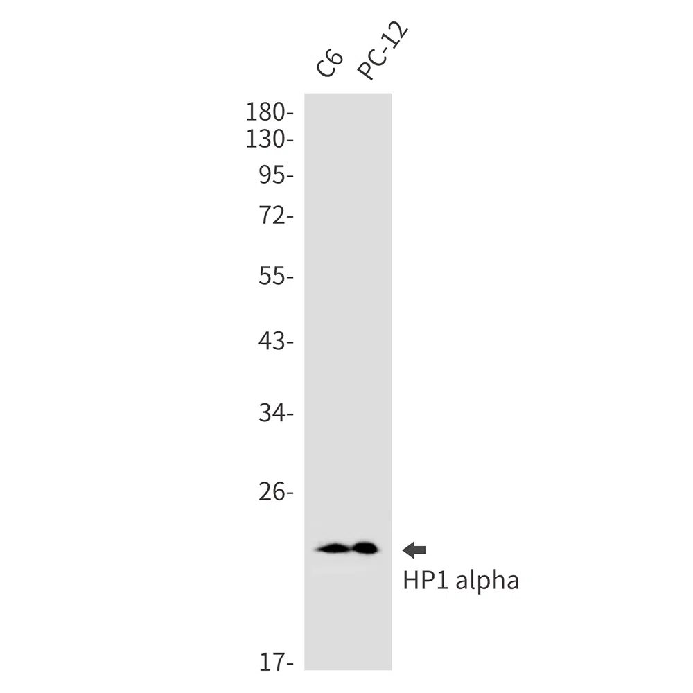 HP1 alpha Rabbit Monoclonal Antibody - Size: 100µl