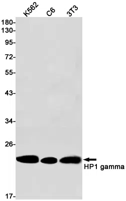 HP1 gamma Rabbit Monoclonal Antibody - Size: 50µl