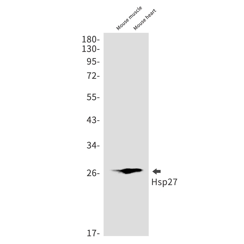Hsp27 Rabbit Monoclonal Antibody - Size: 50µl