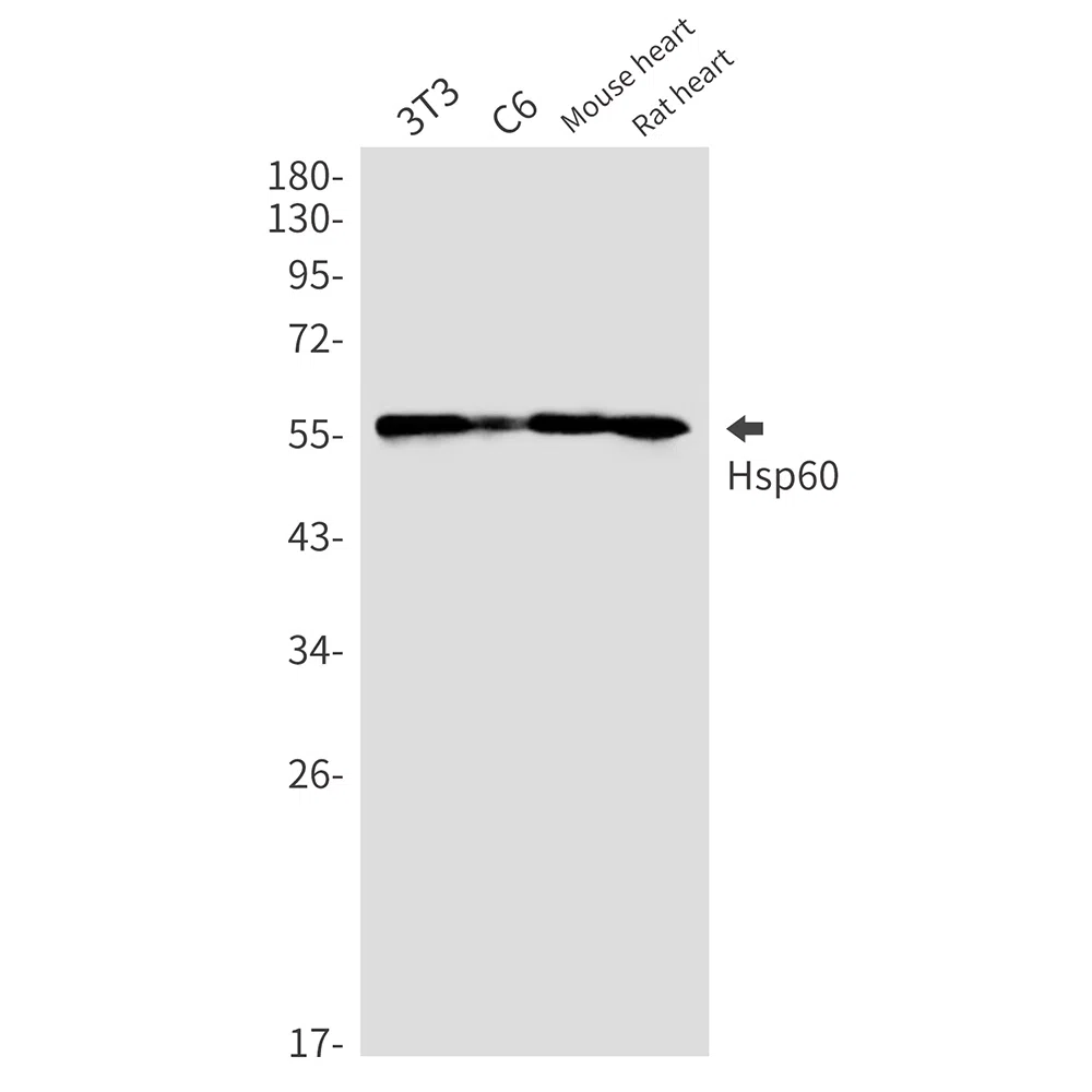 Hsp60 Rabbit Monoclonal Antibody - Size: 100µl