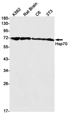 Hsp70 Rabbit Monoclonal Antibody - Size: 50µl