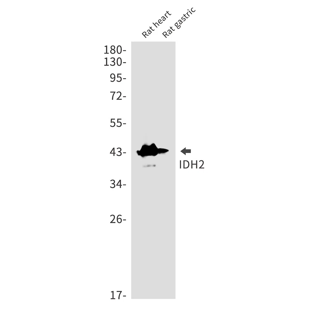 IDH2 Rabbit Monoclonal Antibody - Size: 100µl