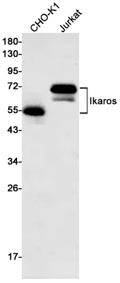 Ikaros Rabbit Monoclonal Antibody - Size: 100µl