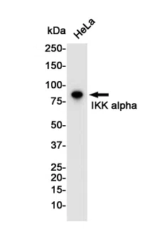 IKK alpha Rabbit Monoclonal Antibody - Size: 100µl