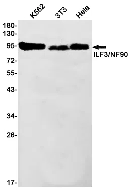 ILF3 Rabbit Monoclonal Antibody - Size: 50µl