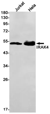 IRAK4 Rabbit Monoclonal Antibody - Size: 50µl