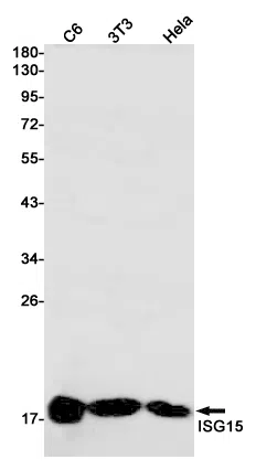 ISG15 Rabbit Monoclonal Antibody - Size: 50µl