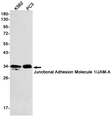 Junctional Adhesion Molecule 1 Rabbit Monoclonal Antibody - Size: 50µl