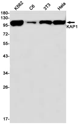 KAP1 Rabbit Monoclonal Antibody - Size: 100µl