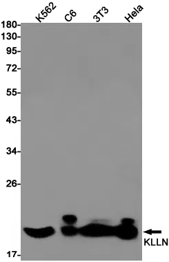 Killin Rabbit Monoclonal Antibody - Size: 100µl