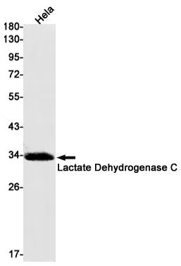 Lactate Dehydrogenase C Rabbit Monoclonal Antibody - Size: 100µl