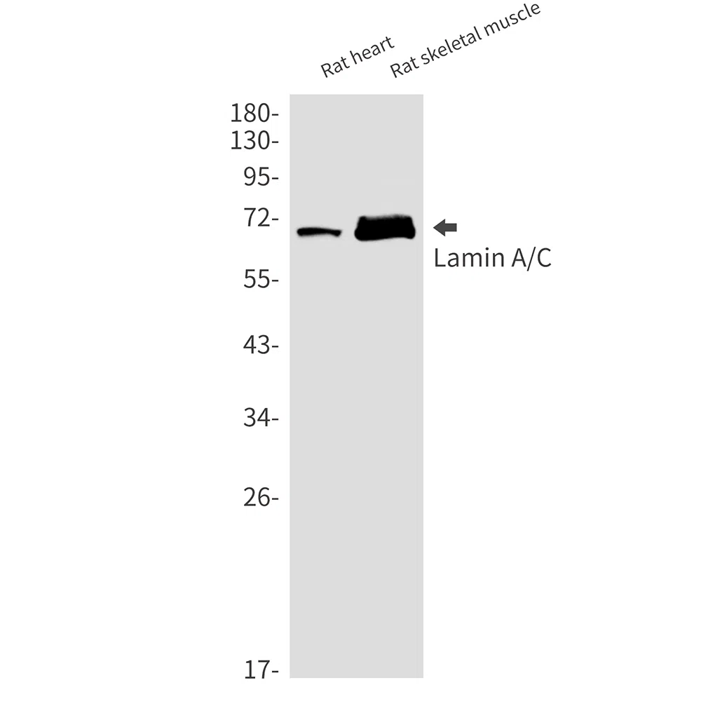 Lamin A/C Rabbit Monoclonal Antibody - Size: 50µl