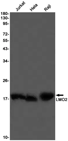LMO2 Rabbit Monoclonal Antibody - Size: 100µl