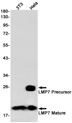 Proteasome beta 8 Rabbit Monoclonal Antibody - Size: 50µl