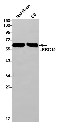 LRRC15 Rabbit Monoclonal Antibody - Size: 100µl