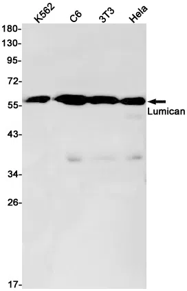 Lumican Rabbit Monoclonal Antibody - Size: 100µl