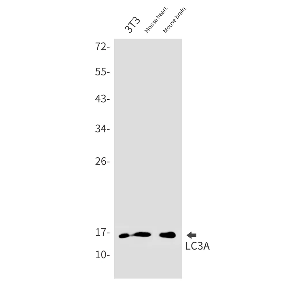 LC3A Rabbit Monoclonal Antibody - Size: 50µl