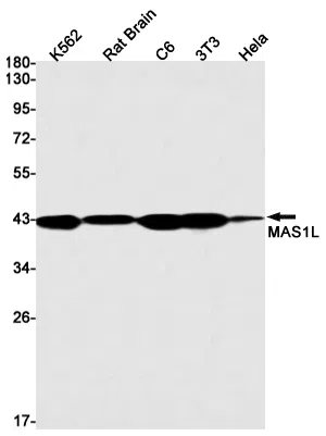 MAS1L Rabbit Monoclonal Antibody - Size: 50µl