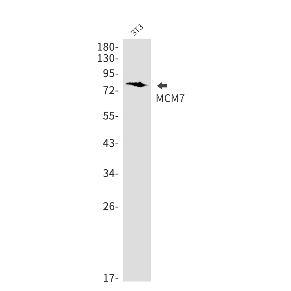 MCM7 Rabbit Monoclonal Antibody - Size: 100µl