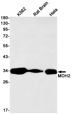 MDH2 Rabbit Monoclonal Antibody - Size: 100µl